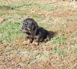 Vand catelusa teckel sarmos - imagine 5