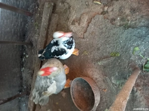 Rațe mute Colorate o pereche in septembrie au avut un an și porumbei voltați indieni frumoși și sănă