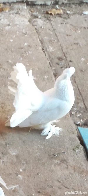 Rațe mute Colorate o pereche in septembrie au avut un an și porumbei voltați indieni frumoși și sănă - imagine 2