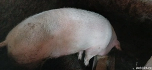 Vand carcasa de porc 