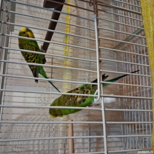 perusi viu colorati - imagine 4