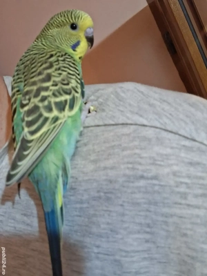 perusi viu colorati - imagine 2