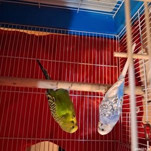 perusi viu colorati - imagine 3