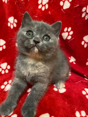 British shorthair pisici femala - imagine 3