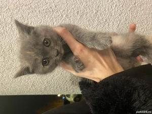 British shorthair pisici femala - imagine 2