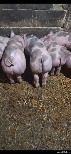 purcei pietrain - imagine 2