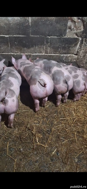 purcei pietrain - imagine 4