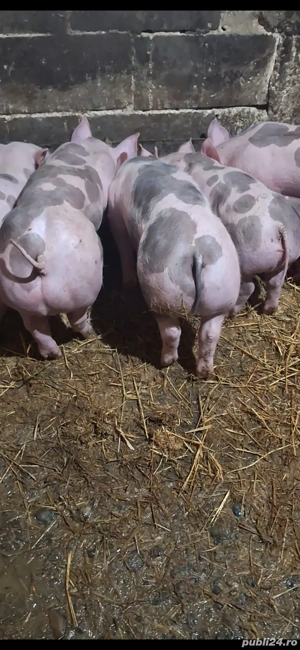 purcei pietrain - imagine 3