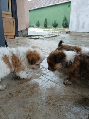 Căței bichoni de 8 săptămîni Arad. - imagine 4