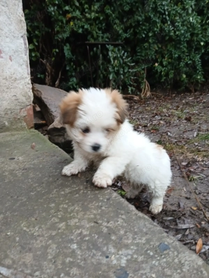 Căței bichoni de 8 săptămîni Arad. - imagine 3