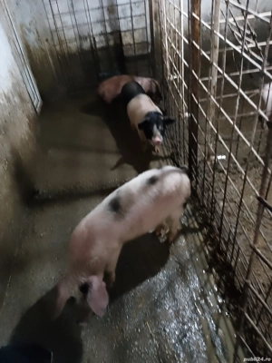 șoldani 25 40kg 450 buc  - imagine 2