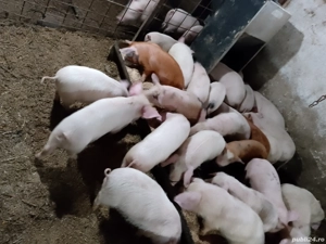 purcei de 7 9 saptămini  - imagine 2