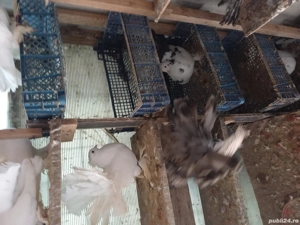 porumbei voltați indieni albi - imagine 2