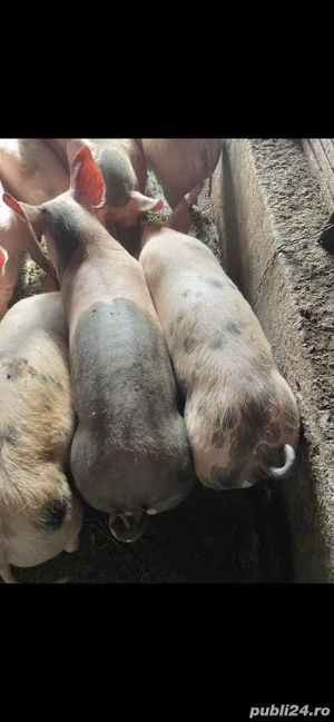Vând purcei  - imagine 4