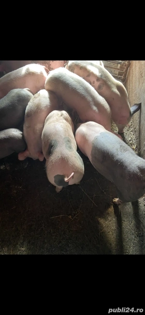 Vând purcei  - imagine 3