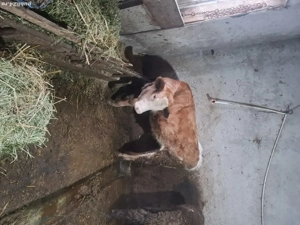 Vșnd viței . - imagine 4