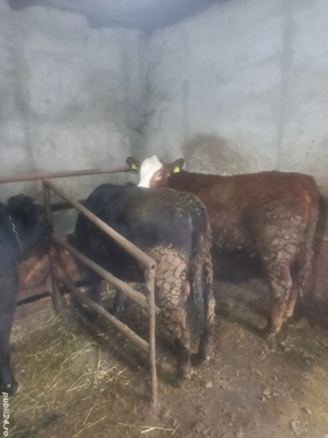 Vșnd viței . - imagine 2