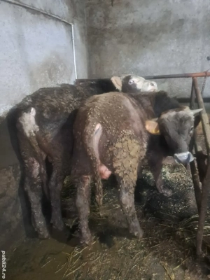 Vșnd viței . - imagine 3