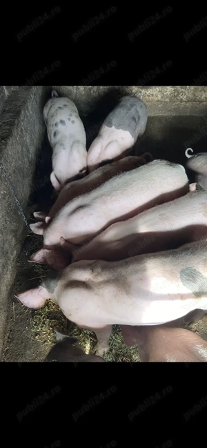 Vând purcei  - imagine 5