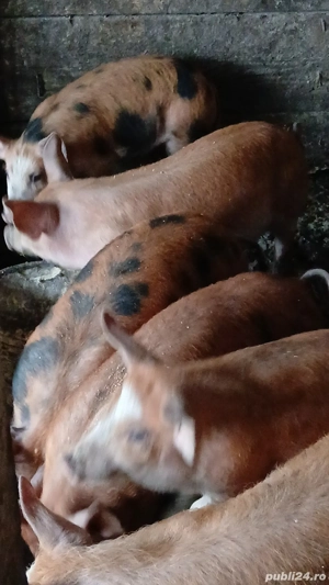Purcei duroc de 3 luni 500 buc mai multe detalii la telefon   - imagine 2