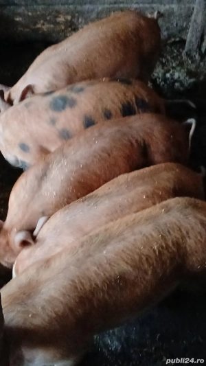 Purcei duroc de 3 luni 500 buc mai multe detalii la telefon   - imagine 3