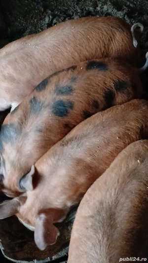 Purcei duroc de 3 luni 500 buc mai multe detalii la telefon   - imagine 4