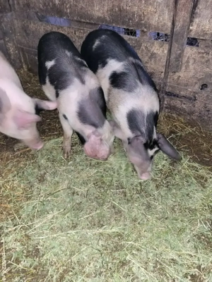 porci de vanzare  - imagine 2