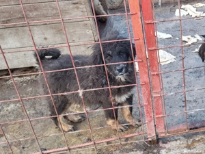 Câini ciobănesc pui Tibetan 