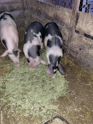 porci de vanzare  - imagine 3