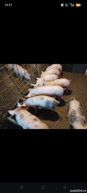 Vând purcei . Loc Mazanaesti jud Suceava - imagine 2