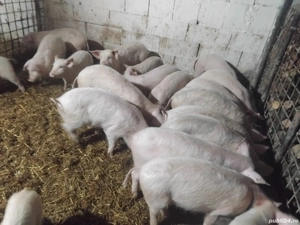 soldani de vanzare rasa de carne 