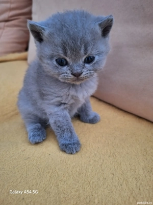pisicut british shorthair  - imagine 2