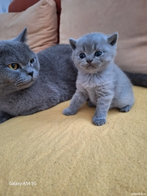 pisicut british shorthair  - imagine 3