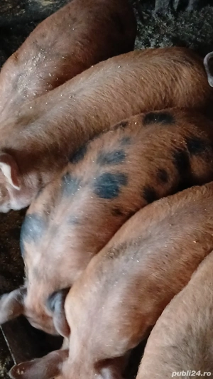 Purcei duroc de 3 luni 500 buc mai multe detalii la telefon   - imagine 5