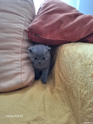 pisicut british shorthair  - imagine 4