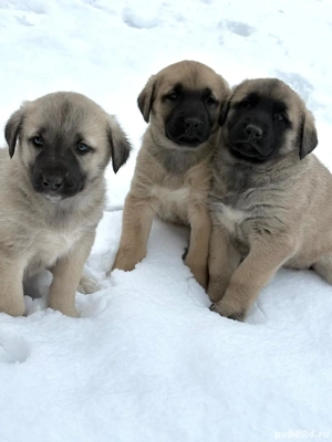 Vand kangal 