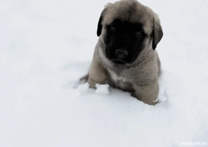 Vand kangal  - imagine 2