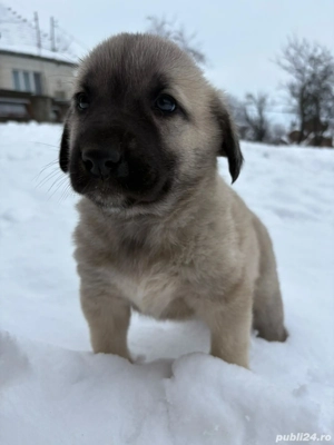 Vand kangal  - imagine 4