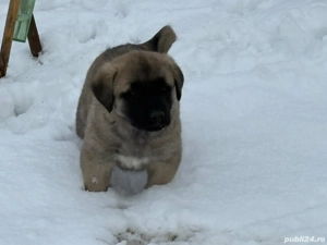 Vand kangal  - imagine 3