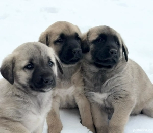 Vand kangal  - imagine 5