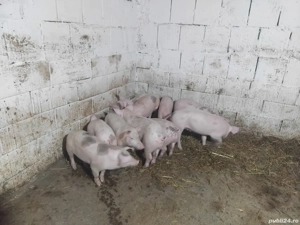 soldani de vanzare de carne pic si marle alb