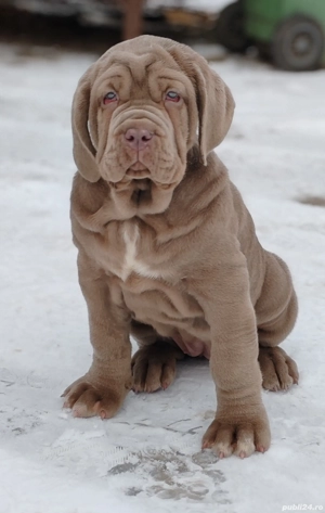 Vand Mastiff Napolitano  - imagine 2