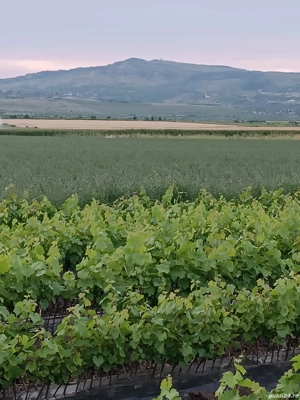 Butași vita de vie altoita 