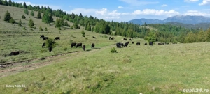 Vand teren 47.8 HA intravilan + extravilan Moisei Viseu - imagine 3