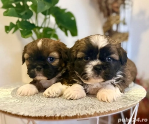 catelusi shitzu  - imagine 2