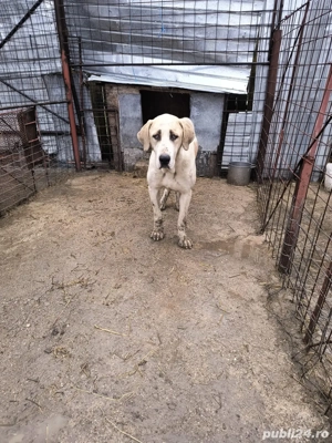 catea ciobanesc de asia centrala  - imagine 2