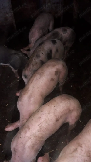 Porci și purcei de vânzare - imagine 2