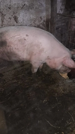 Porci și purcei de vânzare - imagine 4