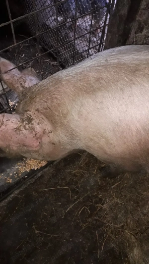 Porci și purcei de vânzare - imagine 5