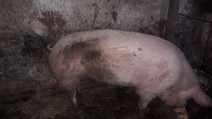 Porci și purcei de vânzare - imagine 3